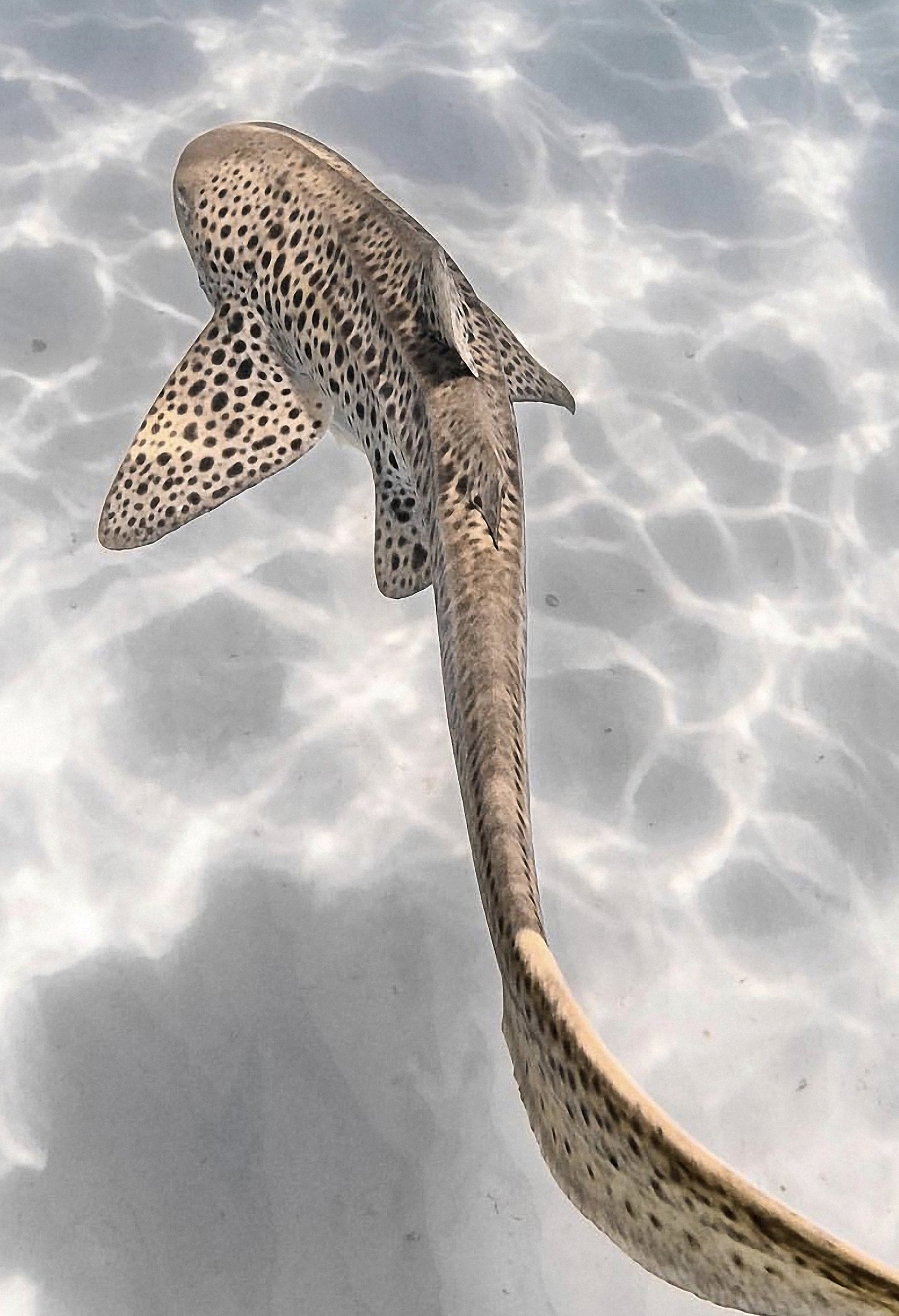 SlipIns DiveSkins/SurfSkins Endangered Leopard Shark