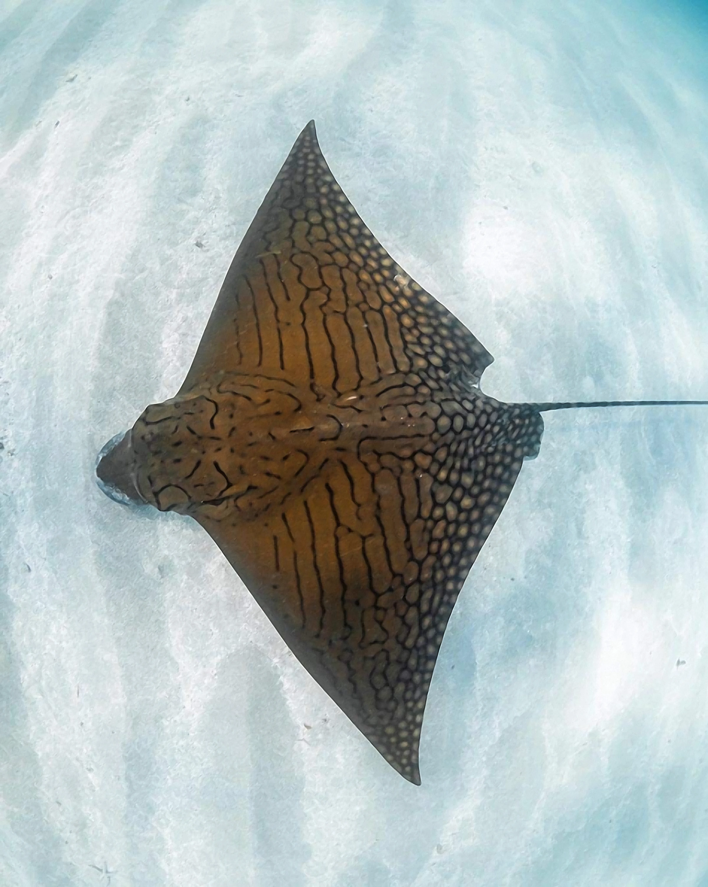 SlipIns DiveSkins/SurfSkins Ornate Eagle Ray